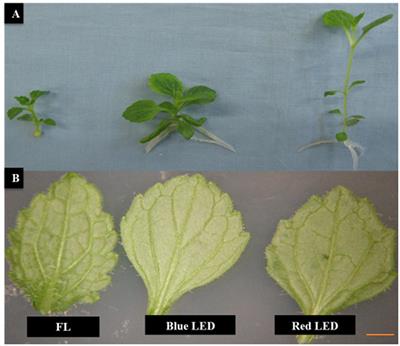 Physiological and Proteomic Insights Into Red and Blue Light-Mediated Enhancement of in vitro Growth in Scrophularia kakudensis—A Potential Medicinal Plant